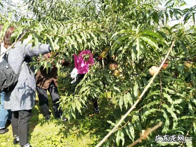 16个桃树品种简介? 回乡创业种桃树,选什么品种比较好?