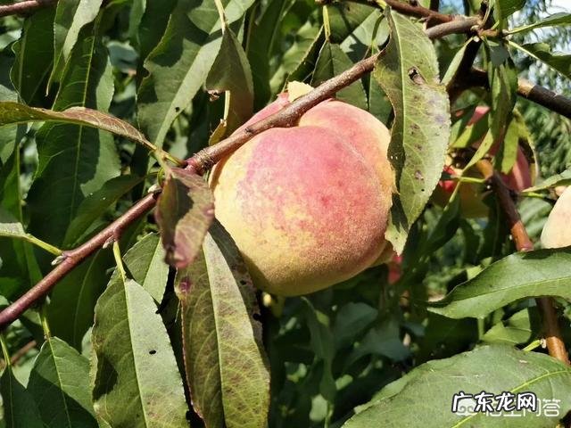 16个桃树品种简介? 回乡创业种桃树,选什么品种比较好?