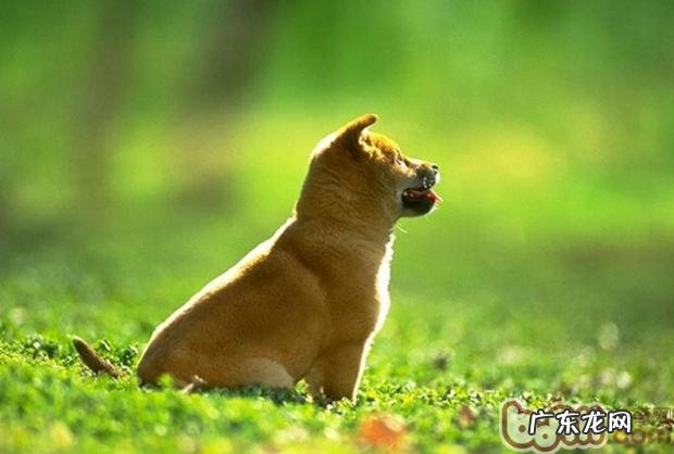 不必给小狗吃剩饭剩菜