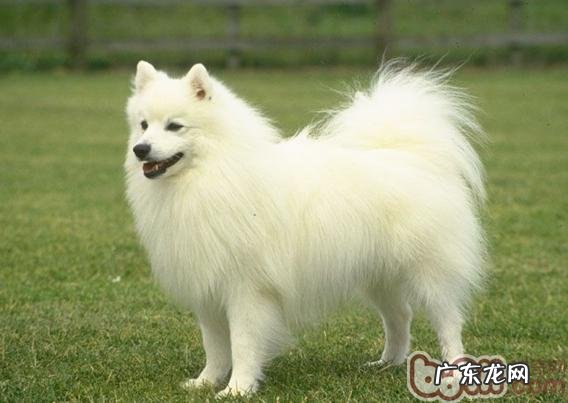 如何选择小狗的沐浴乳