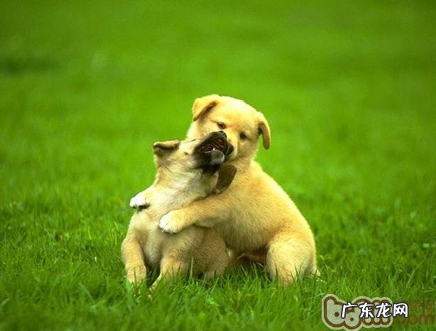 狗狗口臭的解决方案