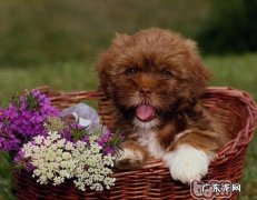 洗澡的时候合理缓解小狗的身上的感受