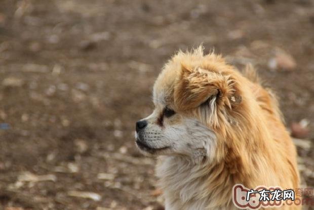 小狗平时美容小窍门