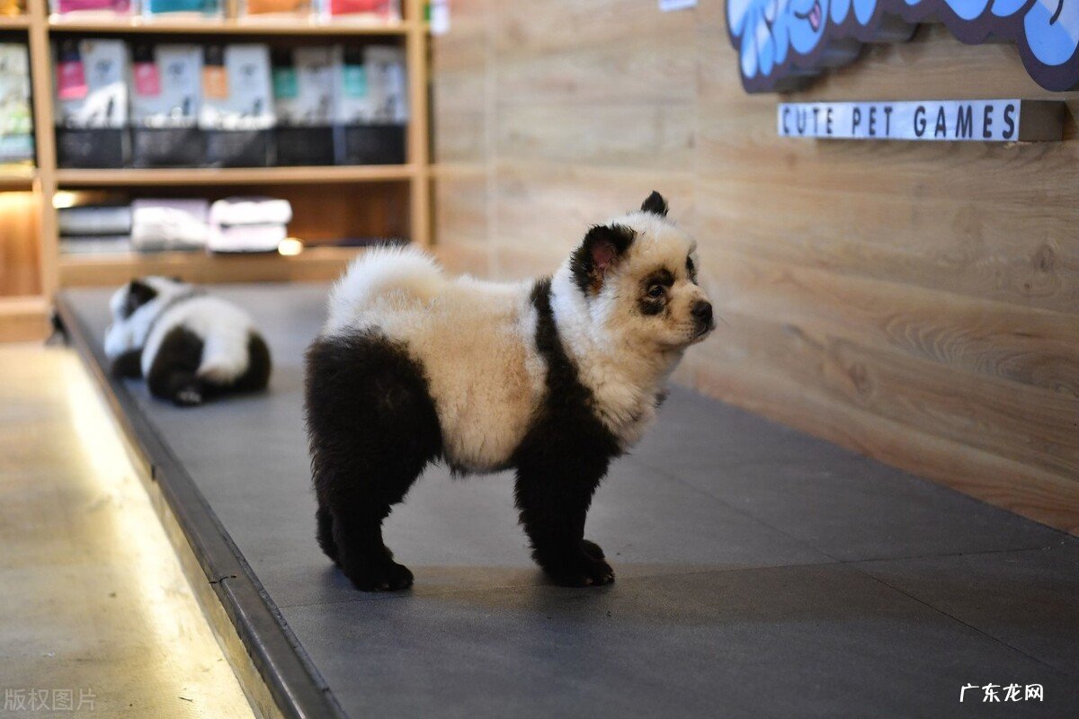 开宠物用品店进货渠道 开宠物用品店赚钱吗,宠物用品店利润怎么样