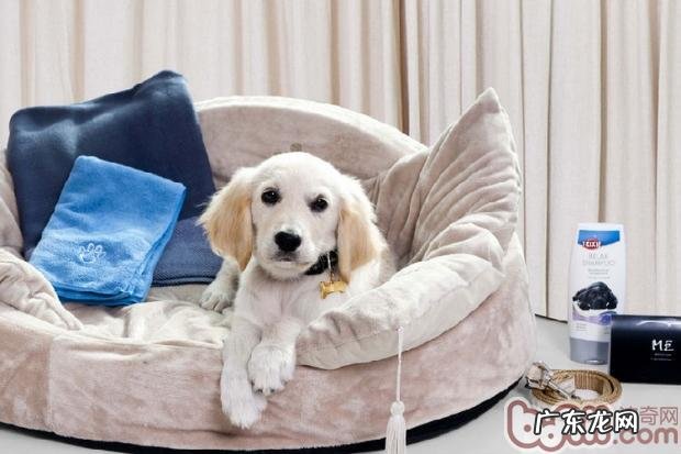 按时给小狗清除前爪的必要性