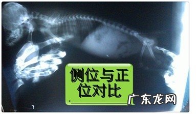 一例泰迪犬吃”多”了的苦果病案