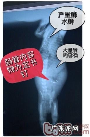 一例泰迪犬吃”多”了的苦果病案