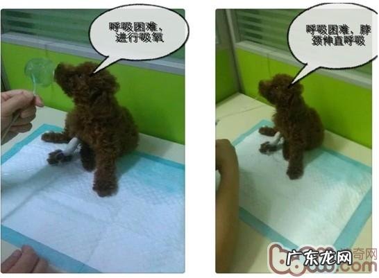 一例泰迪犬吃”多”了的苦果病案