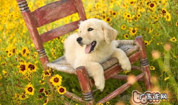 给小狗吃天然狗粮的益处