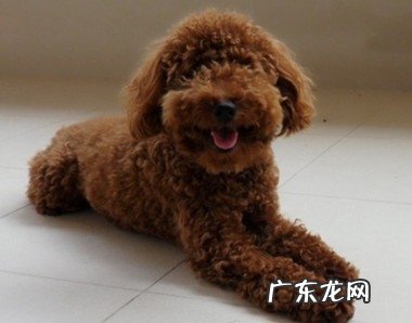 怎样有着一个身心健康的泰迪犬