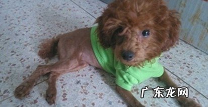 怎样有着一个身心健康的泰迪犬