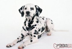 大麦町犬是否很聪慧