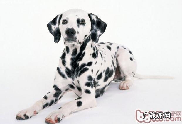 大麦町犬是否很聪慧