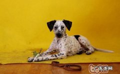 给斑点狗冼澡的流程