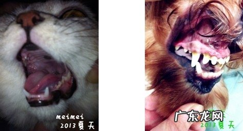 给您的萌宠吃啥才算是更强的