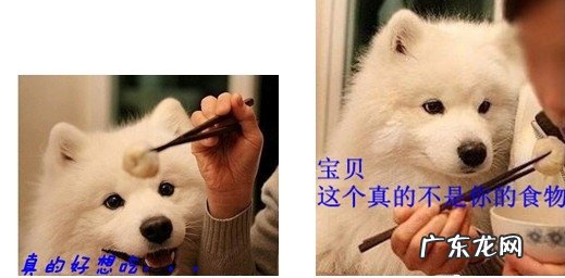 给您的萌宠吃啥才算是更强的