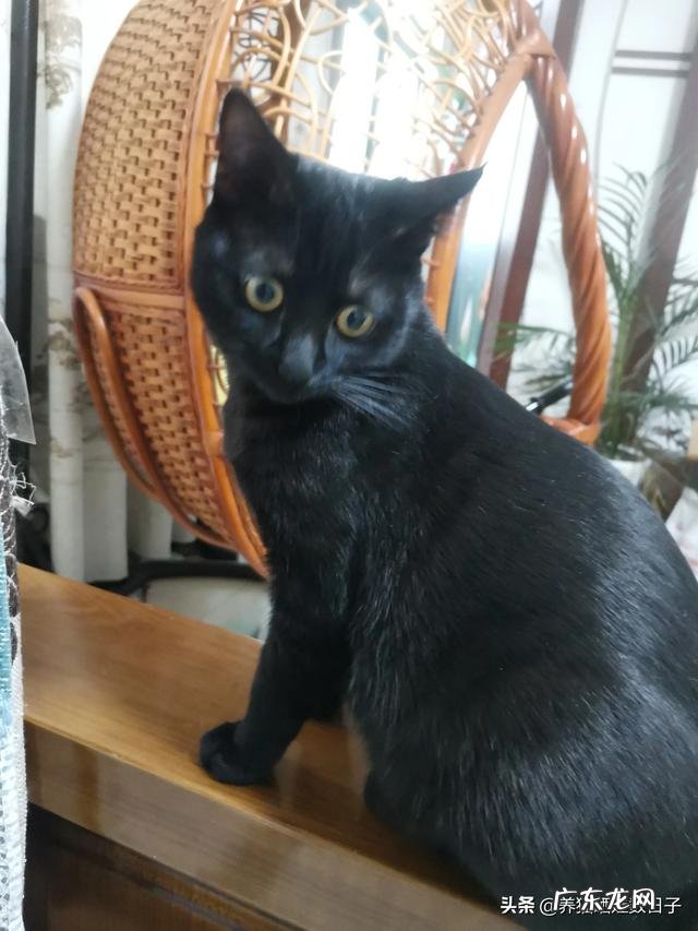 十大最好猫粮 国产猫粮哪些品牌属于大厂猫粮?求推荐?平价猫粮推荐