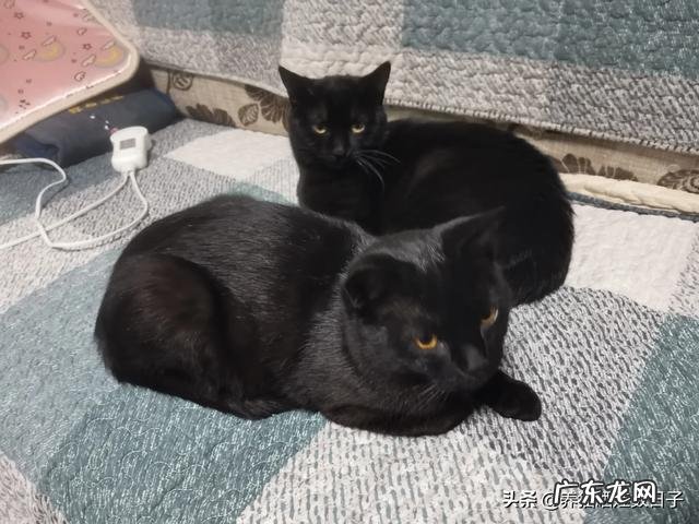 十大最好猫粮 国产猫粮哪些品牌属于大厂猫粮?求推荐?平价猫粮推荐