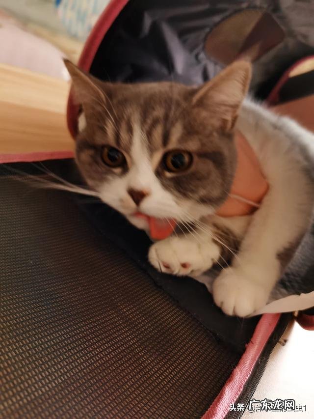 十大最好猫粮 国产猫粮哪些品牌属于大厂猫粮?求推荐?平价猫粮推荐