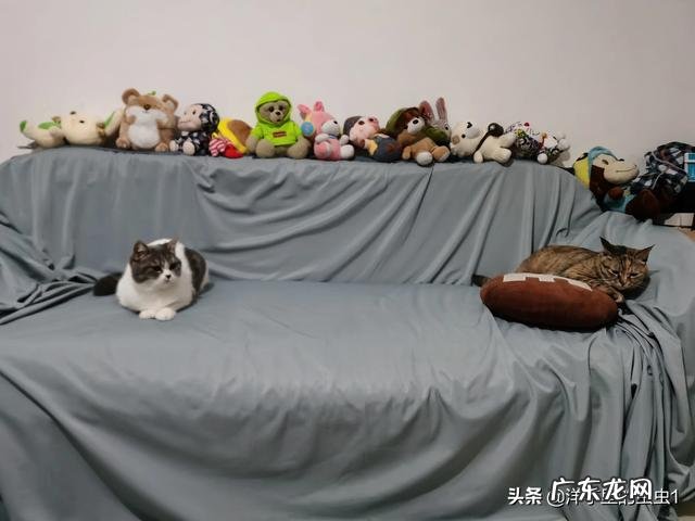 十大最好猫粮 国产猫粮哪些品牌属于大厂猫粮?求推荐?平价猫粮推荐