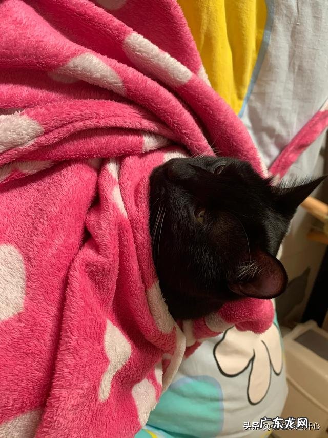 十大最好猫粮 国产猫粮哪些品牌属于大厂猫粮？求推荐？平价猫粮推荐