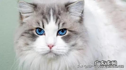 十大最好猫粮 国产猫粮哪些品牌属于大厂猫粮?求推荐?平价猫粮推荐