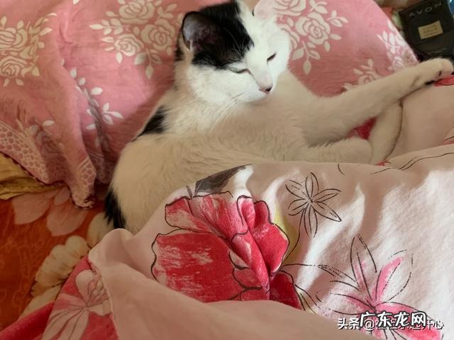 十大最好猫粮 国产猫粮哪些品牌属于大厂猫粮？求推荐？平价猫粮推荐