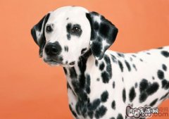 斑点狗的断奶期专业知识