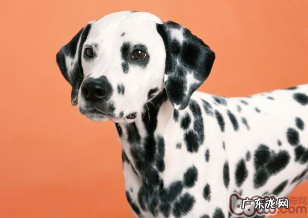 斑点狗的断奶期专业知识