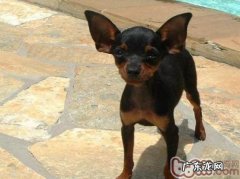 有关小鹿犬的喂养和训炼