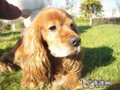 英卡犬和美卡犬的区别方法