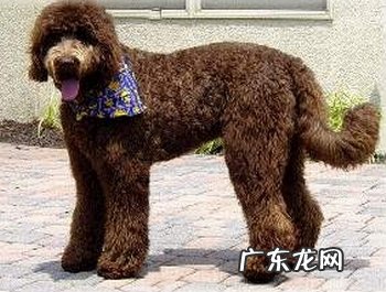 金毛德利亚犬购买关键点