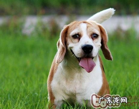 米格鲁猎兔犬的性情优点和缺点
