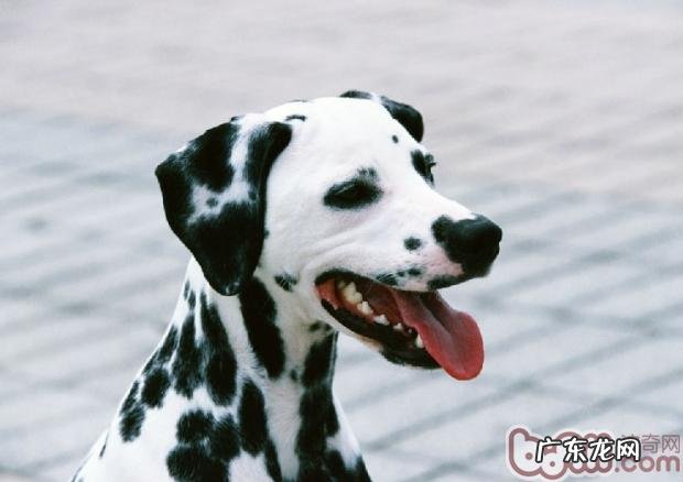 斑点狗的忌讳食材