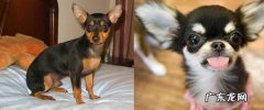 如何区别迷你杜宾和吉娃娃