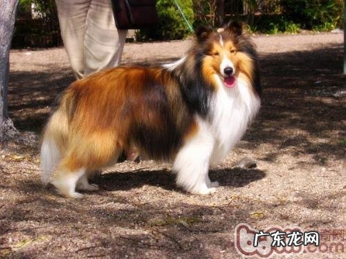 柯利牧羊犬的特点详细介绍