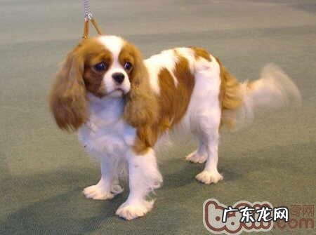 有关勇士查理王牧羊犬的喂养方式