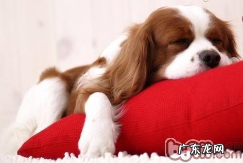 勇士查理王牧羊犬的购买关键点