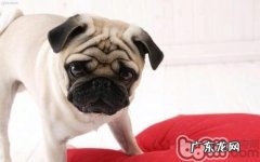 夏季五种解暑食材宠物犬要留意