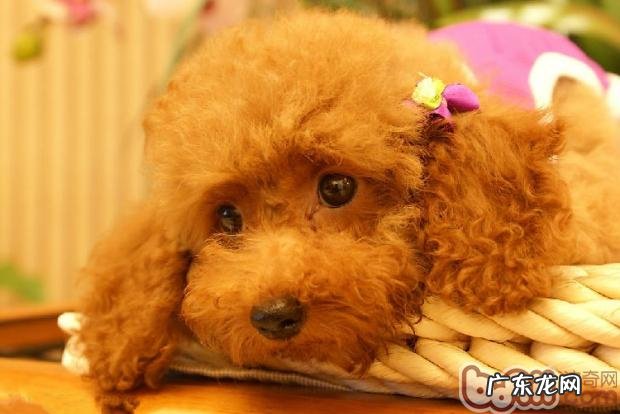 夏季怎样帮小狗健脾开胃