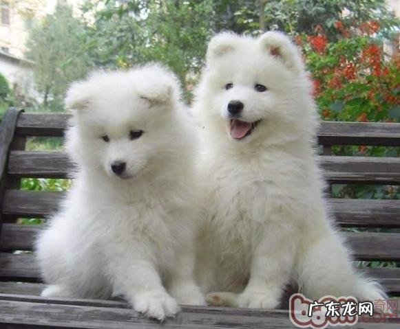 帮小狗洁牙的常见问题