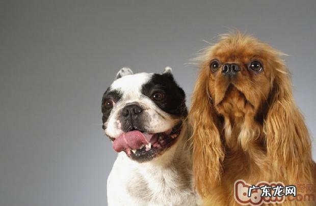 斗牛犬跟波士顿梗的差别