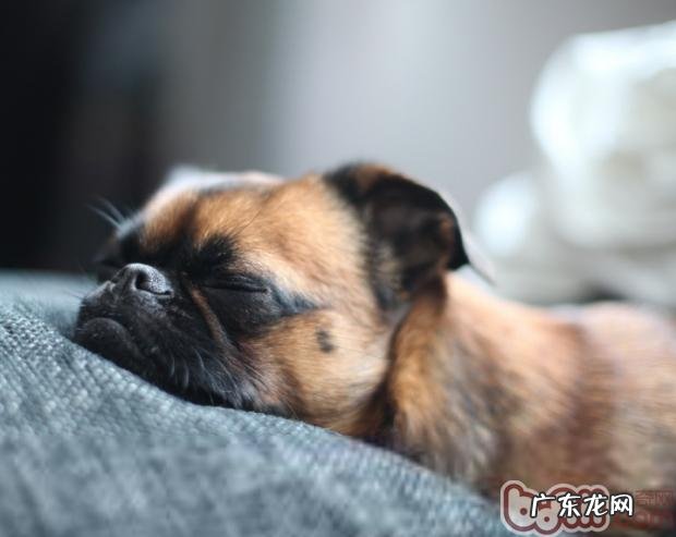 怎样帮小狗恰当的染头发