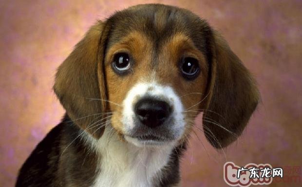 遛猫遛狗对主人与狗的身心健康有协助