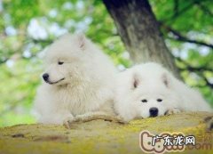 喂养老年人犬的五个留意点