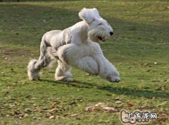 该如何喂养保养老年人犬