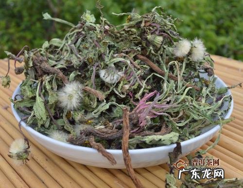 蒲公英茶的功效与作用及禁忌痛风 蒲公英茶的功效与作用