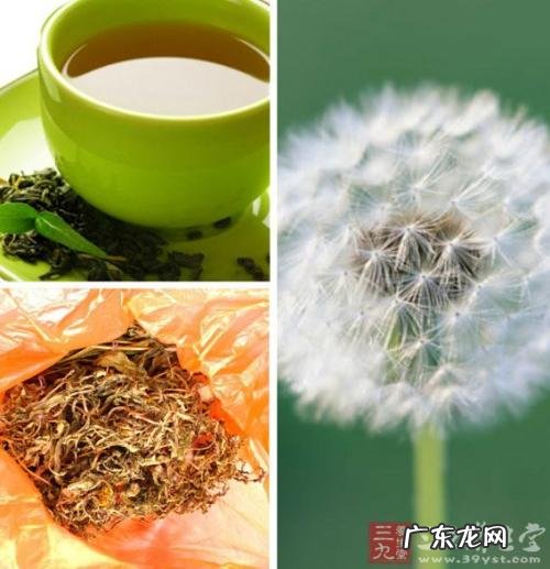 蒲公英茶的功效与作用及禁忌痛风 蒲公英茶的功效与作用