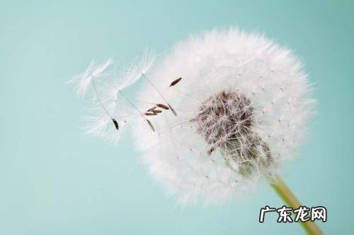 公英和蒲公英的图片 蒲公英照片大全图片