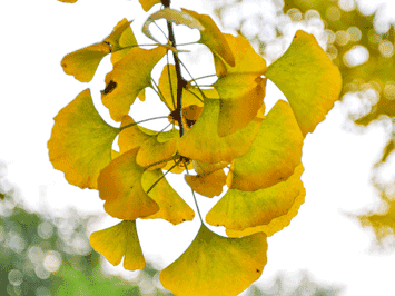 银杏果有啥用 银杏树有什么作用